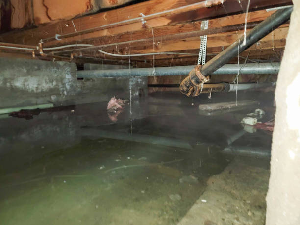 Best Carpet water damage restoration  in The Pinery, CO