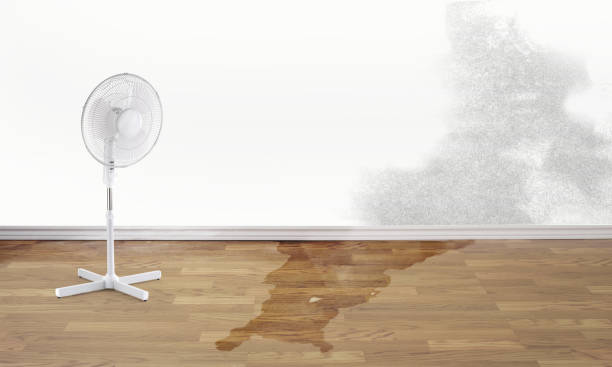 Best Flood damage cleanup  in The Pinery, CO